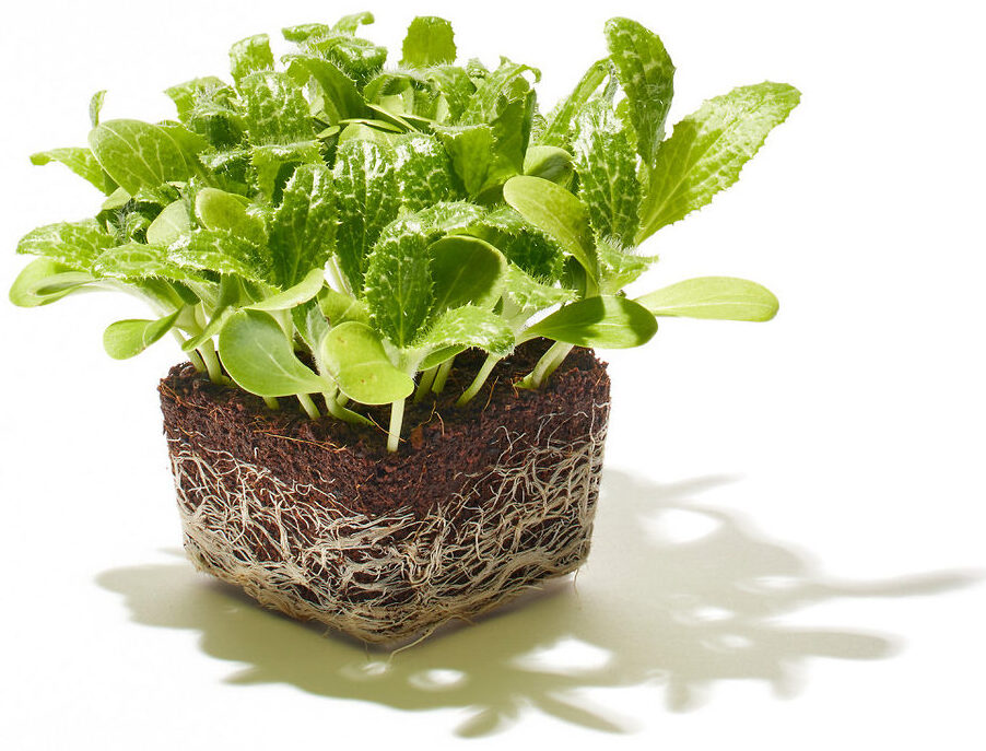 Mariendistel Minileaf Foto