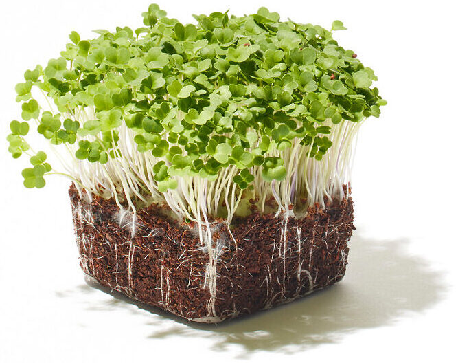 Brokkoli Microgreen Foto