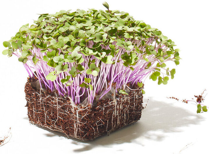 Kohlrabi Rot Microgreen Foto
