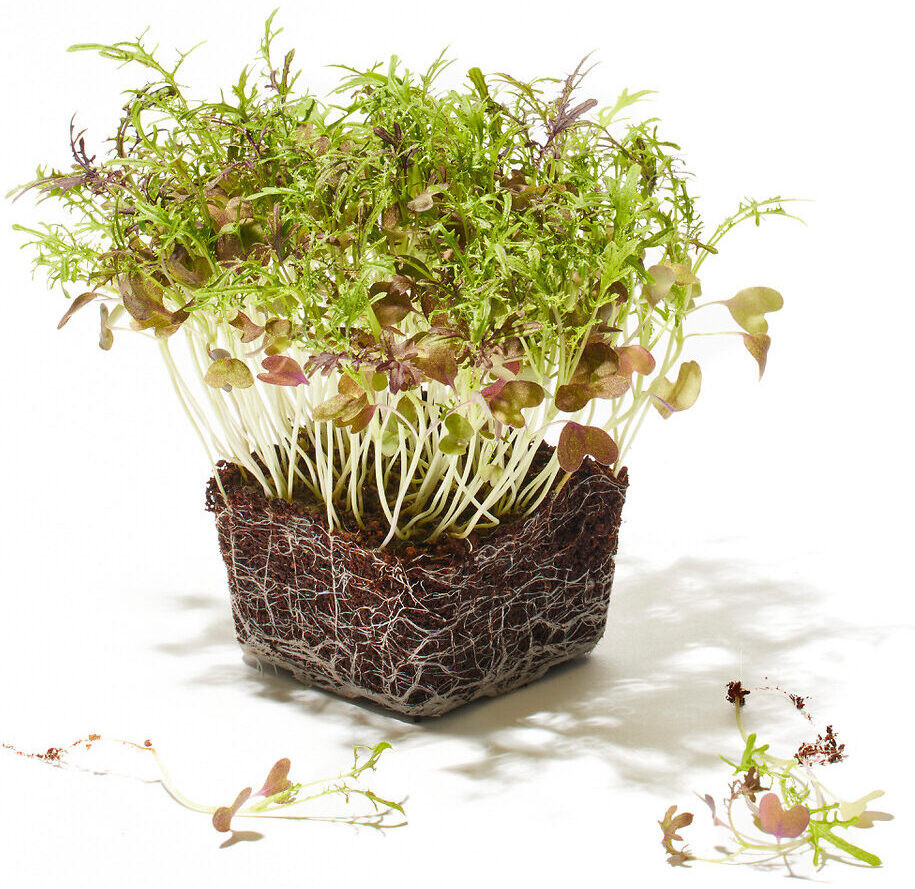 Mizuna Asia Minileaf Foto