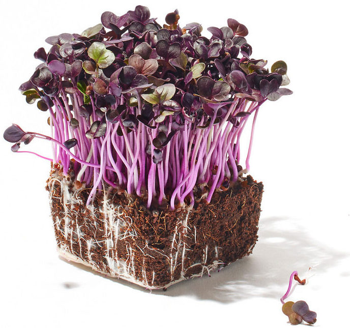 Radieschen Rot Microgreen Foto