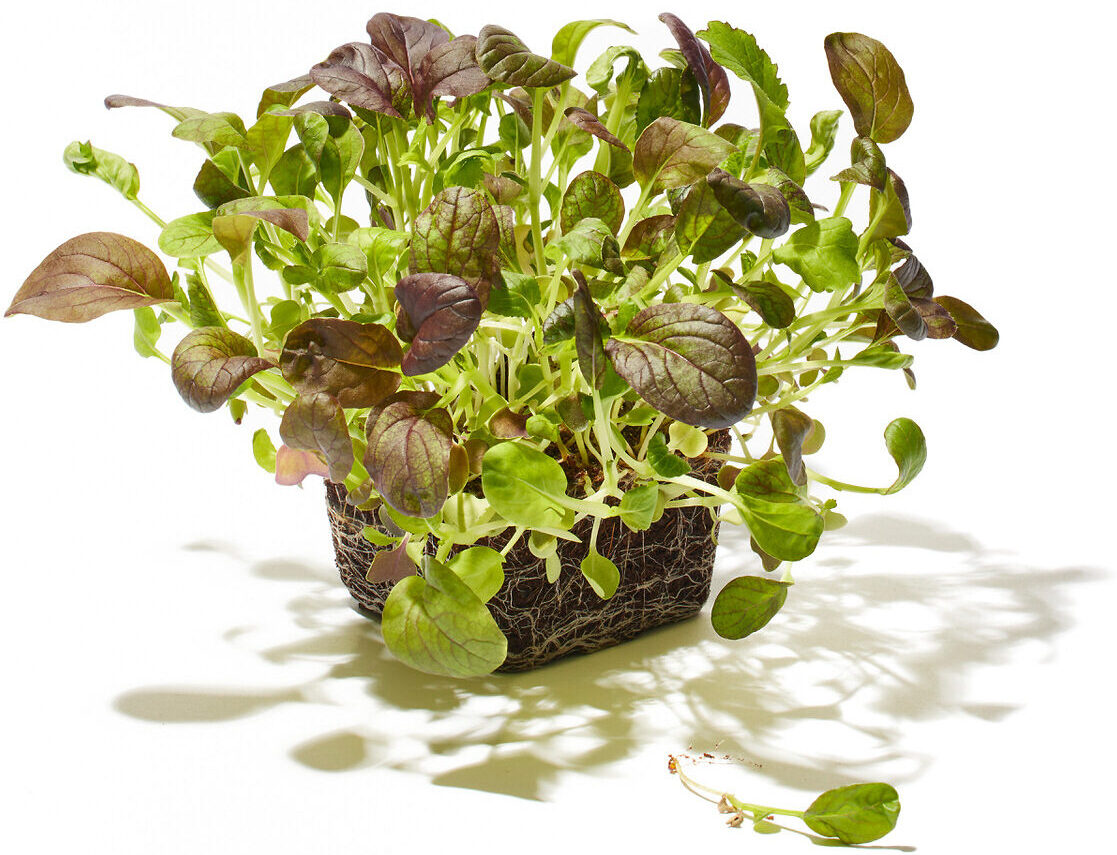 Pak Choi Rot Microgreen Foto