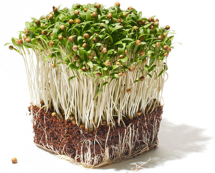 Koriander Microgreen Foto