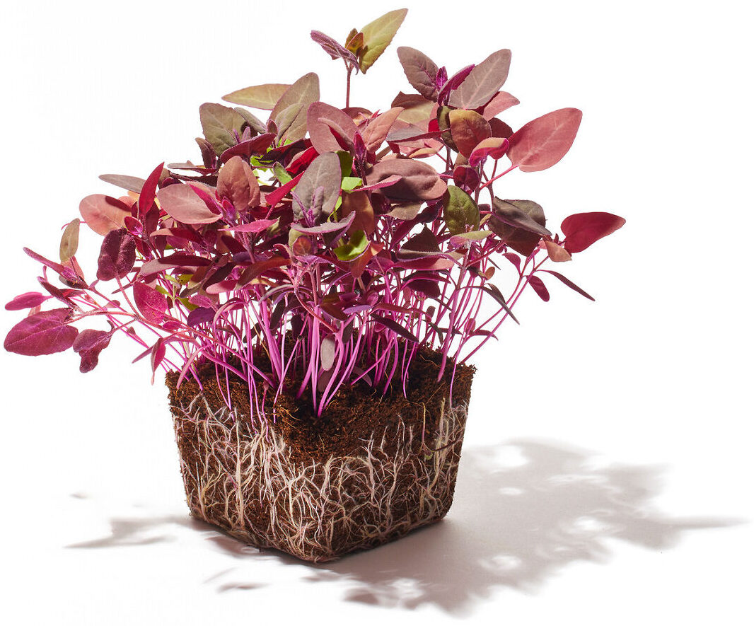 Melde Rot Microgreen Foto