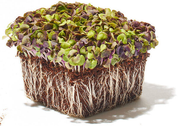 Basilikum Microgreen Foto