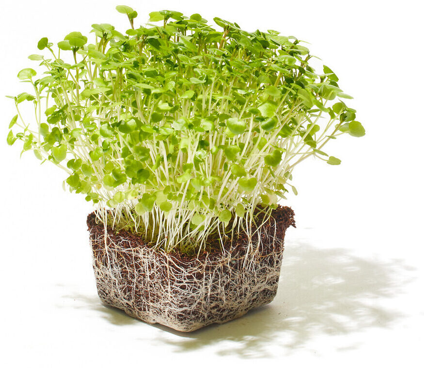 Brunnenkresse Microgreen Foto