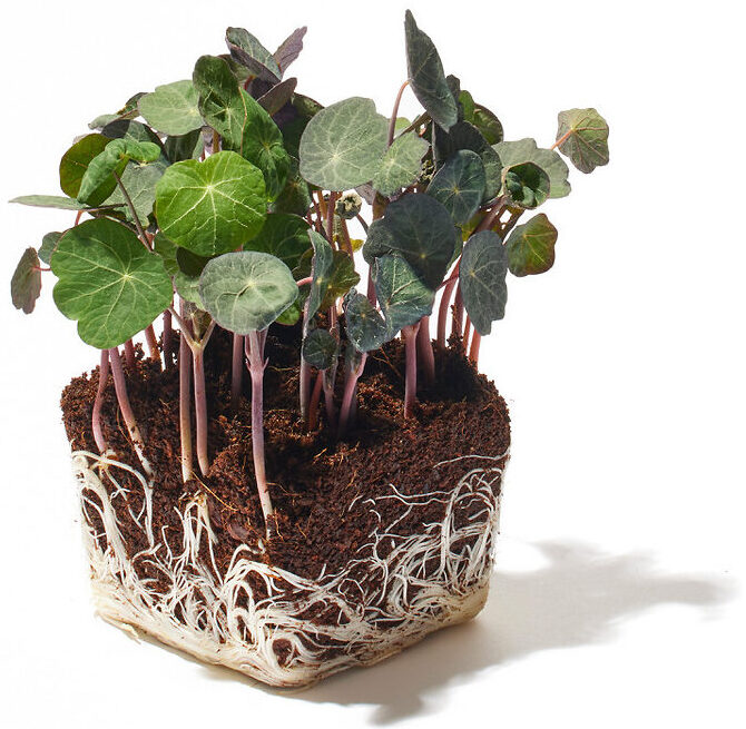 Kapuzinerkresse Microgreen Foto