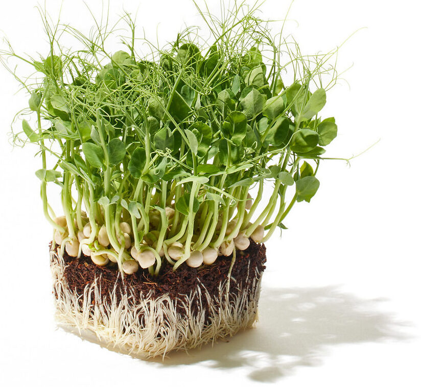 Erbse Microgreen Foto