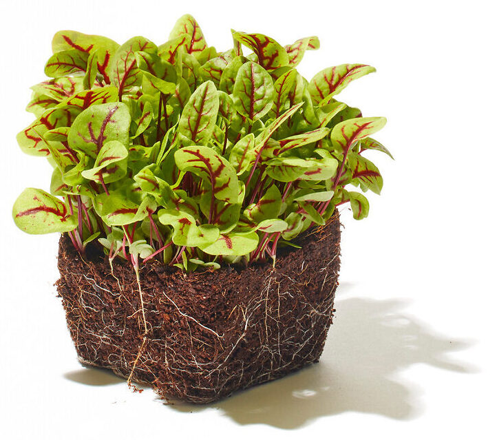 Blutampfer Microgreen
