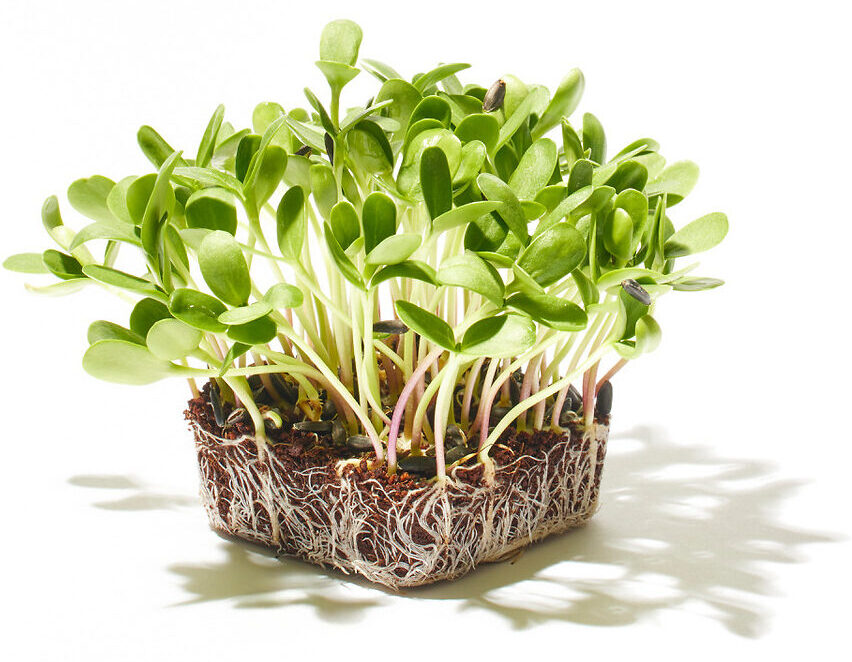 Sonnenblume Microgreen Foto