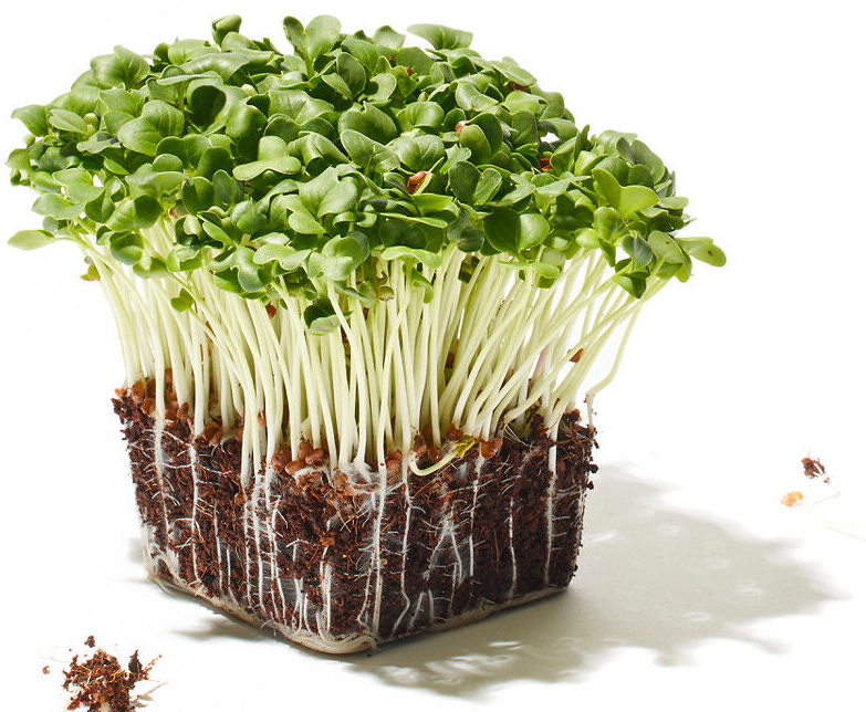 Rettich Microgreen Foto